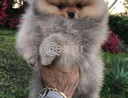 Pedigree  Pomeranian  Puppies For rehoming in Qatar
