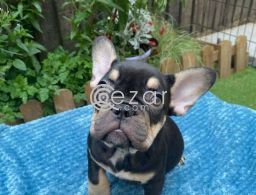 French Bulldog Puppies for sale in Qatar