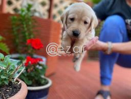 Labrador Puppies for sale in Qatar