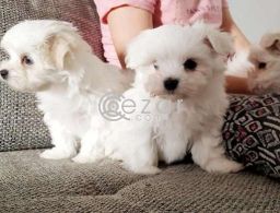 Micro Cute Teacup Maltese Puppies For rehoming in Qatar