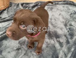 Chocolate Labrador Puppies available for sale. in Qatar