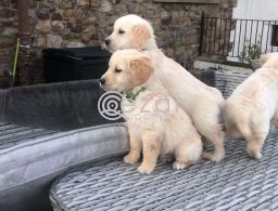 Healthy Golden Retriever puppies available in Qatar