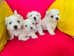 Maltese Puppies avilable for a New Home in Qatar