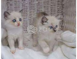 Ragdoll  kittens ready for their forever homes. in Qatar
