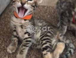 Beautiful F1 Savannah kittens Available in Qatar