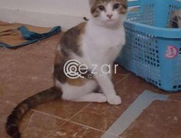 Cat for FREE adoption in Qatar