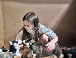 FREE GIFT OF SIBERIAN HUSKY PUPPIES, MALES AND FEMALE in Qatar