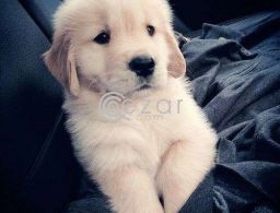 Golden retriever male puppy in Qatar