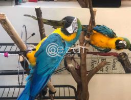 Green Wing Macaw Parrots Available For Sale in Qatar
