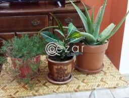 Plants urgent sale for sale in Qatar