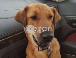 BROWNIE - Lost family pet dog - 1000QR Reward in Qatar