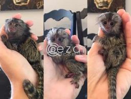 Awesomely playful marmoset monkeys available in Qatar
