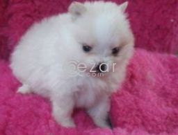 Pomeranian in Qatar