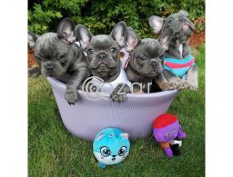 Cute French Bulldog Puppies for Sale in Qatar