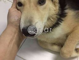 Dog for free adoption in Qatar