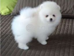 Toy Pomeranian litter puppies for rehoming in Qatar