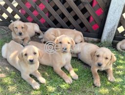 Labrador Puppies for sale in Qatar