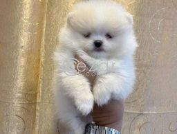 Teacup Pomeranian Puppies Available for sale in Qatar