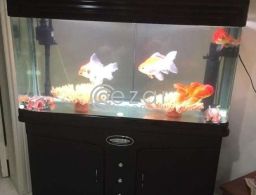 Fish Aquarium for Sale for sale in Qatar