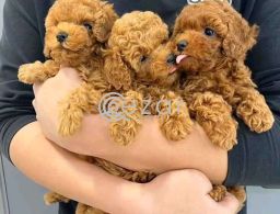 Poodle puppies ready for their forever homes in Qatar