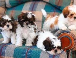 Awesome Teacup Shih Tzu puppies for sale in Qatar