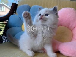 Ragdoll Kitten in Qatar