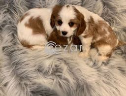 King Charles Puppies for free adoption in Qatar