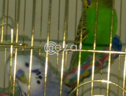 Budgie Birds male and female 1yr old in Qatar