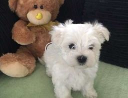 Absolutely Cute Maltese Puppies in Qatar