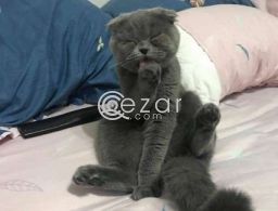 Scottish Fold Kittens Looking For His Forever Home. in Qatar