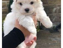 Maltese Puppies for adoption in Qatar