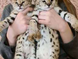 healthy Serval kittens available for sale in Qatar