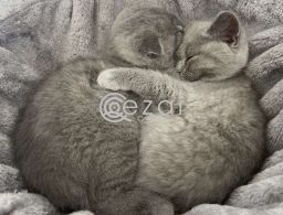 Scottish fold kitten in Qatar