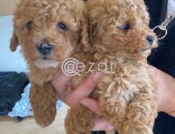 Tea Cup Poodle Puppies For rehoming in Qatar