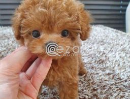 Poodle teacup puppy in Qatar