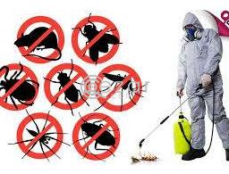 Pest control service in Doha Qatar in Qatar