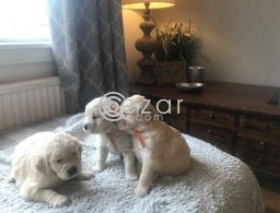 Cute Golden Retriever Puppies. in Qatar