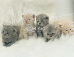 Lovely British Shorthair kittens Available in Qatar