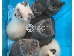 British shorthair  kittens for adoption in Qatar