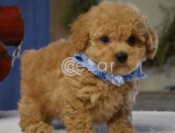 toy poodle puppies for adoption in Qatar
