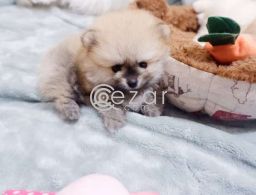 Beautiful Pomerania Puppies for free adoption in Qatar