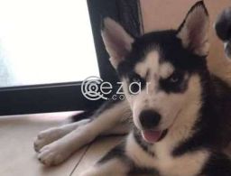Husky dogs in Qatar