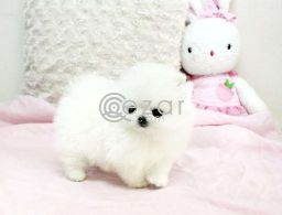 Charming Teacup Pomeranian puppies in Qatar