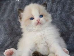 Ragdoll kittens for rehoming in Qatar