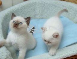 Ragdoll kittens for rehoming in Qatar