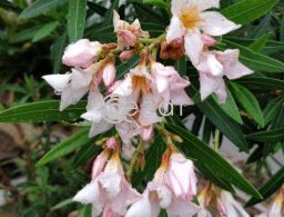 OnePlus 5 Scratch-less condition with Spigen Neo Hybrid Back Cover in Qatar