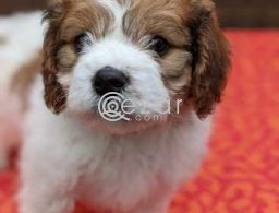 Cavalier King Charles Spaniel Puppies for adoption in Qatar