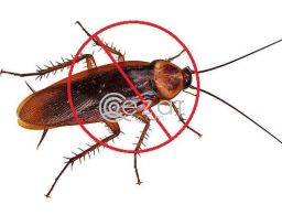 PEST CONTROL SERVICES in Qatar