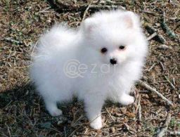 Teacup Pomeranian puppies available in Qatar