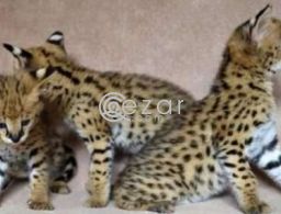 Serval kittens ready for their forever homes. in Qatar